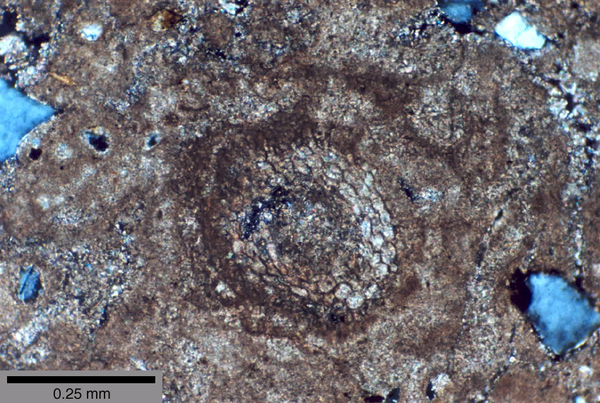 Thin-section image